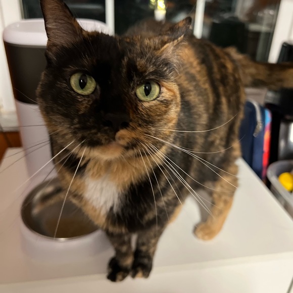 Meet your Posher, Alyssa - Picture 2 of 6